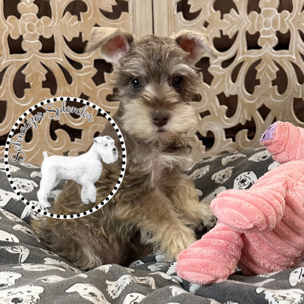 Liver Pepper Toy-Sized Schnauzer Female - Image 2