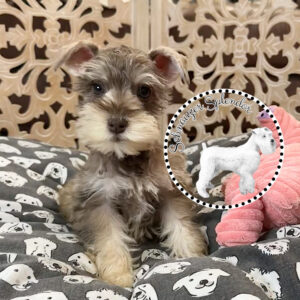 Liver Pepper Toy-Sized Schnauzer Female