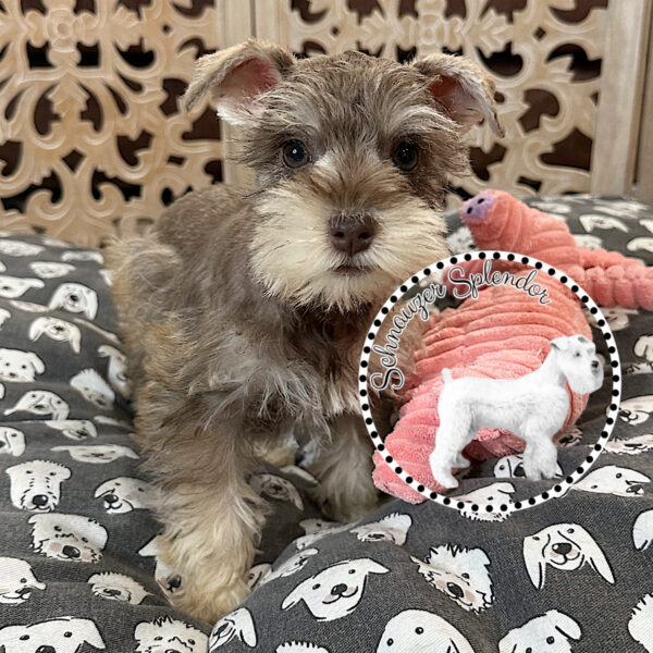 Liver Pepper Toy-Sized Schnauzer Female - Image 3
