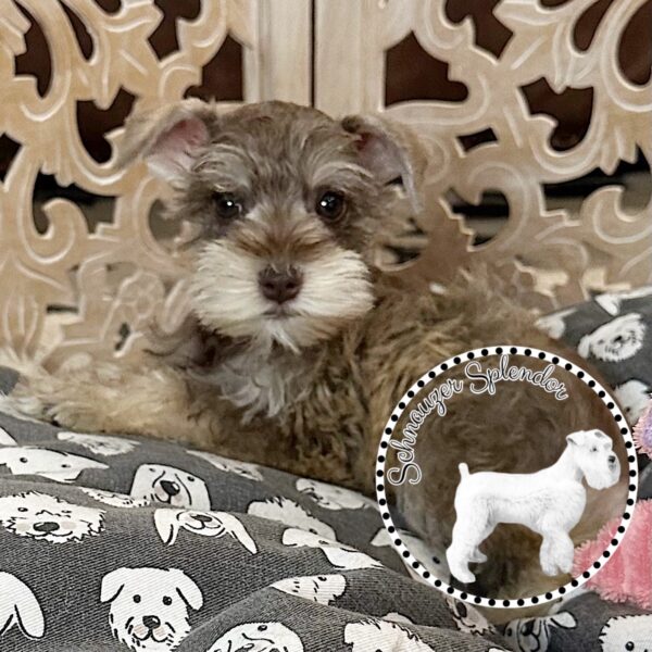 Liver Pepper Toy-Sized Schnauzer Female - Image 4