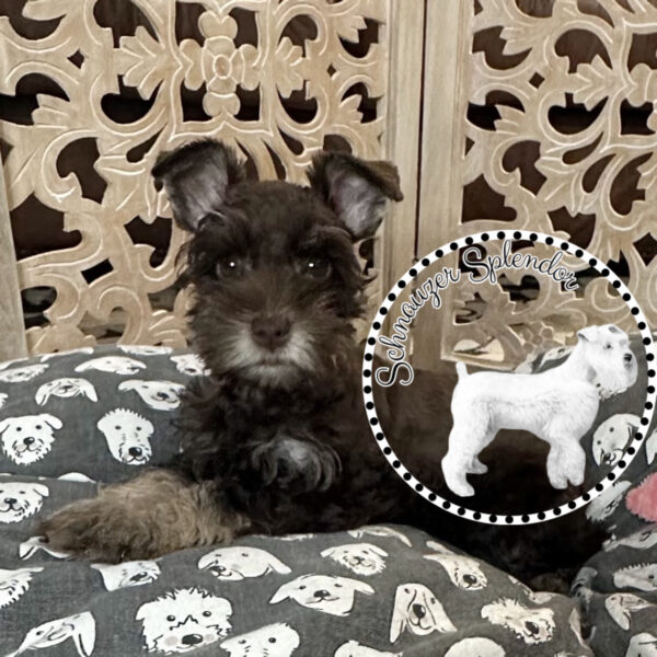 Liver Tan Toy-Sized Schnauzer Female - Image 2