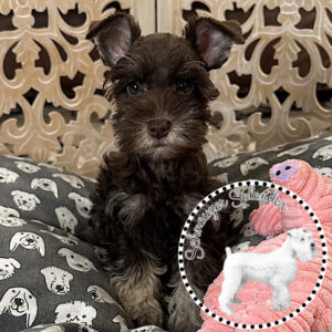Liver Tan Toy-Sized Schnauzer Female