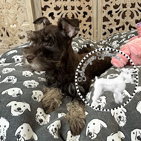 Liver Tan Toy-Sized Schnauzer Female - Image 3