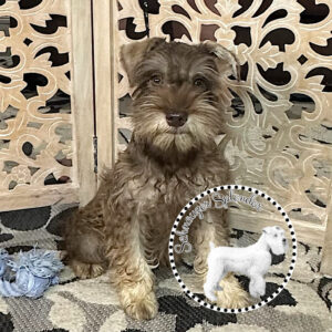 Male Liver Pepper Mini Schnauzer