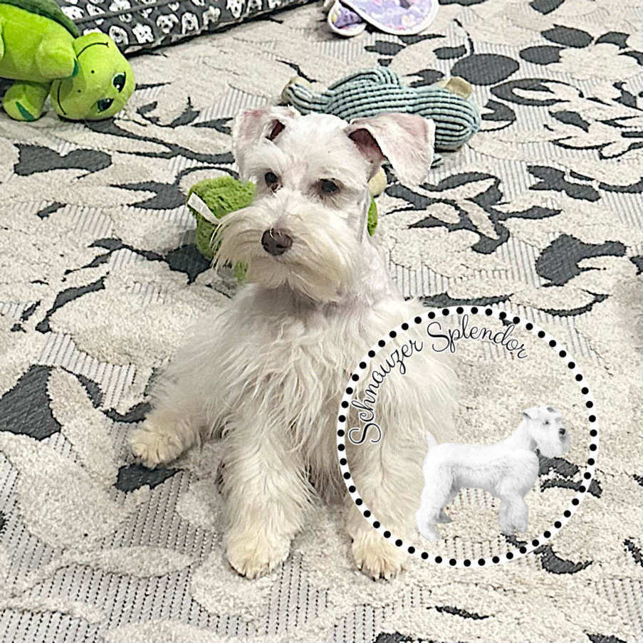 White Male Toy Schnauzer Puppy with brown nose and hazel-colored eyes for sale near DFW airport