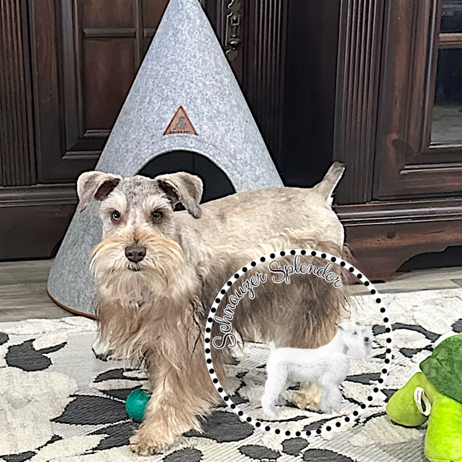 Liver (Brown) Pepper Male Mini Schnauzer Puppy for sale near DFW airport