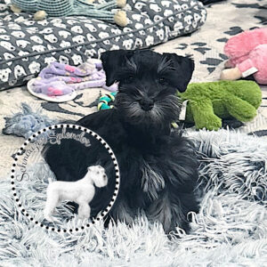 Black Silver Toy Schnauzer Female