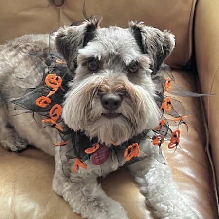 Sophie - female liver pepper mini schnauzer testimonial