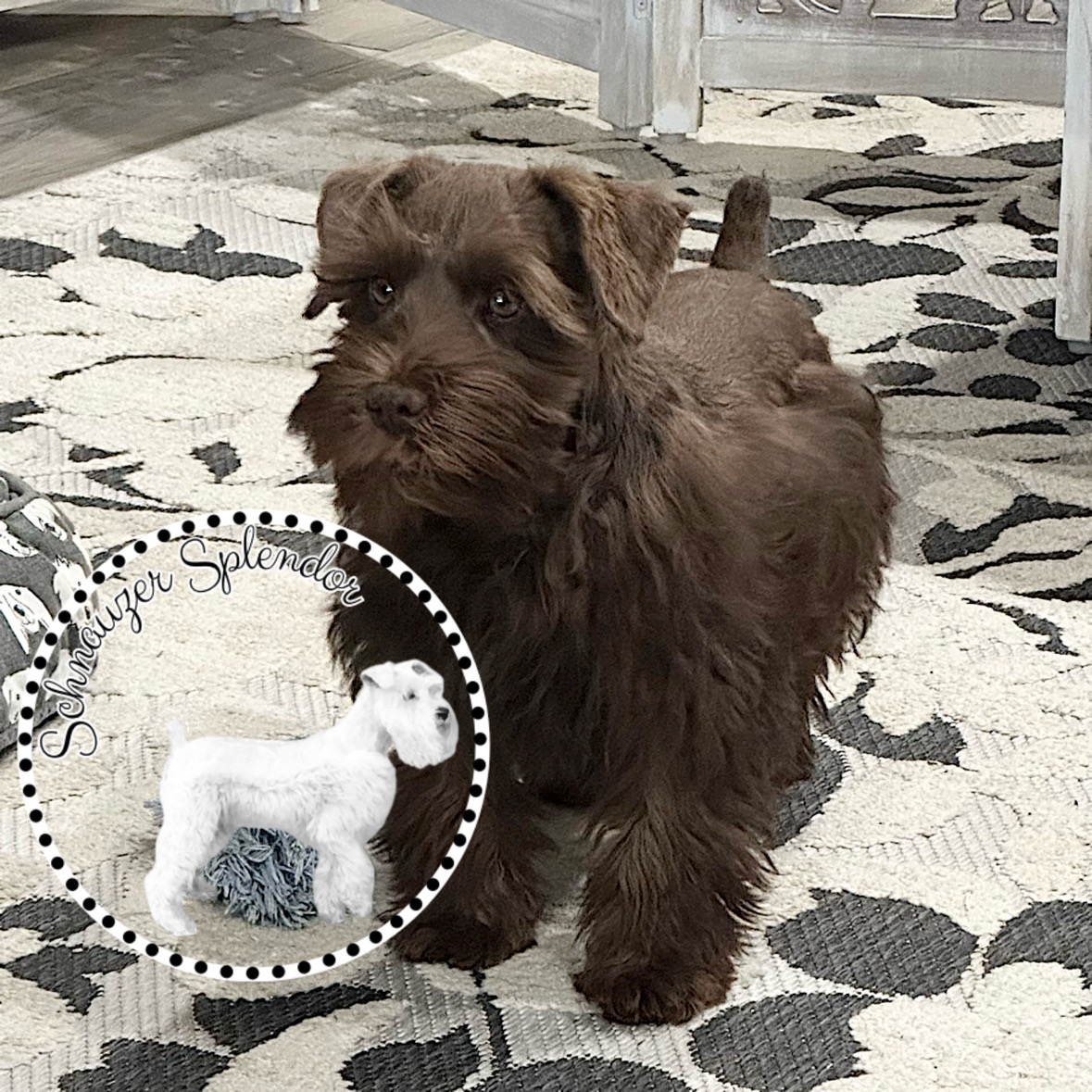 Liver (Brown) Male Mini Schnauzer Puppy for sale near DFW airport