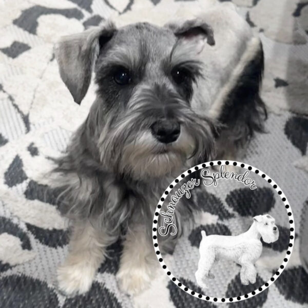 Salt_Pepper_Mini_Schnauzer_Female_1119a - Schnauzer Splendor