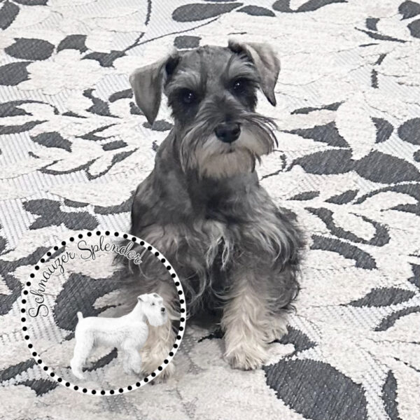 Salt_Pepper_Mini_Schnauzer_Female_1119b - Schnauzer Splendor