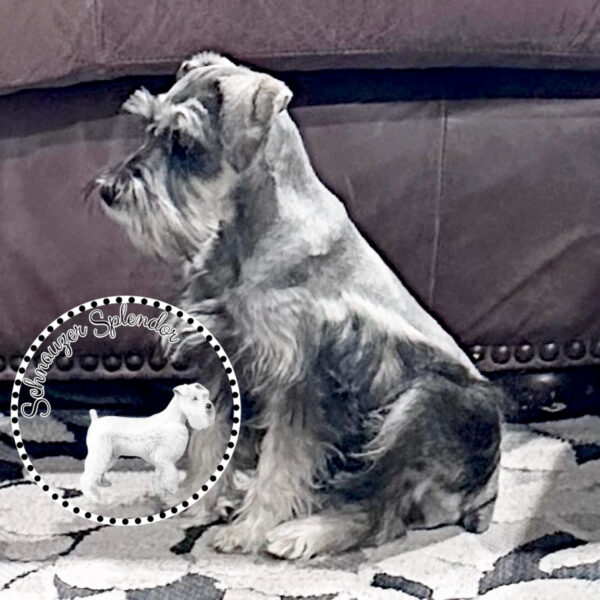 Salt_Pepper_Mini_Schnauzer_Female_1119c - Schnauzer Splendor