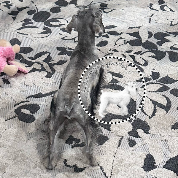 Salt_Pepper_Mini_Schnauzer_Female_1119d - Schnauzer Splendor