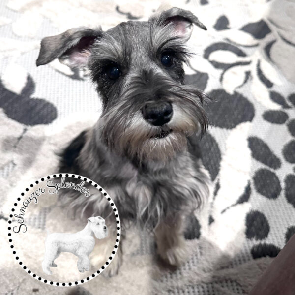 Salt_Pepper_Mini_Schnauzer_Female_1119e - Schnauzer Splendor