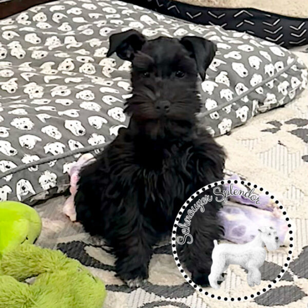 Black_Mini_Schnauzer_Female_1119a - Schnauzer Splendor