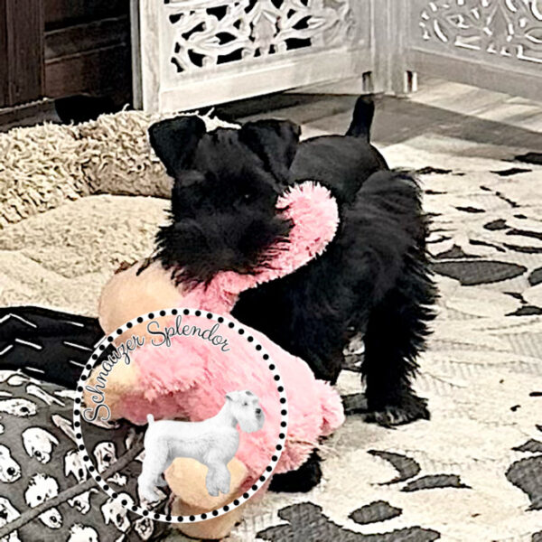 Black_Mini_Schnauzer_Female_1119b - Schnauzer Splendor