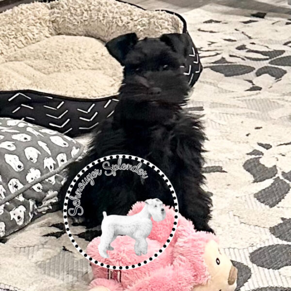 Black_Mini_Schnauzer_Female_1119c - Schnauzer Splendor