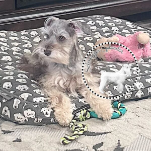 Liver Pepper Female Mini Schnauzer Puppy for sale near DFW Dallas Texas