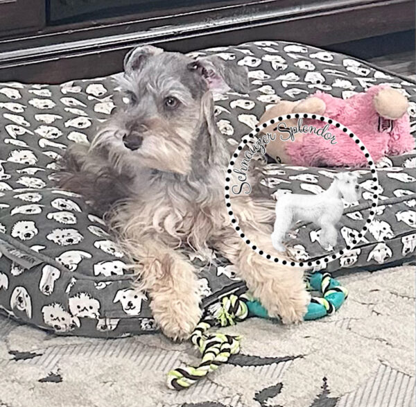 Liver_Pepper_Mini_Schnauzer_Female_08276a - Schnauzer Splendor Liver Pepper Female Mini Schnauzer Puppy for sale near DFW Dallas Texas