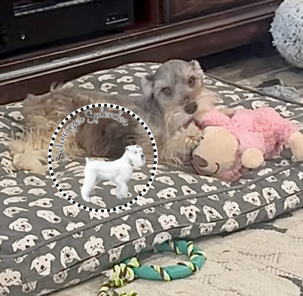 Liver_Pepper_Mini_Schnauzer_Female_08276d - Schnauzer Splendor Liver Pepper Female Mini Schnauzer Puppy for sale near DFW Dallas Texas