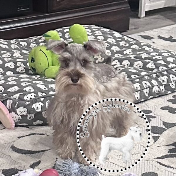 Liver_Pepper_Female_Toy_Schnauzer_11051a - Schnauzer Splendor
