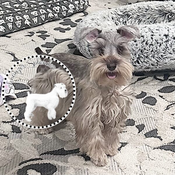 Liver_Pepper_Female_Toy_Schnauzer_11051b - Schnauzer Splendor