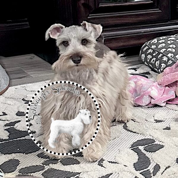Liver_Pepper_Mini_Schnauzer_Male_1105b - Schnauzer Splendor