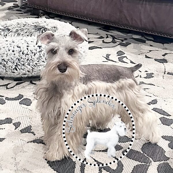 Liver_Pepper_Mini_Schnauzer_Male_1105c - Schnauzer Splendor