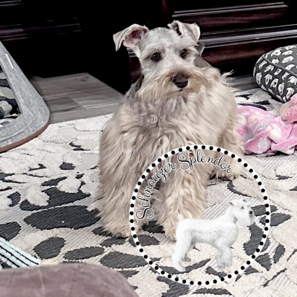 Liver_Pepper_Mini_Schnauzer_Male_1105d - Schnauzer Splendor