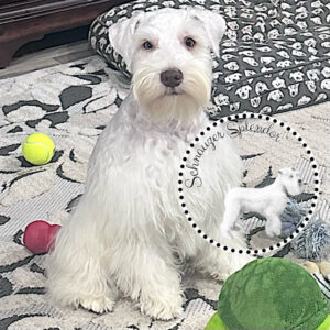 White_Mini_Schnauzer_Male_1117a - Schnauzer Splendor White mini Schnauzer puppy sitting on a patterned rug with a tennis ball nearby; circular badge shows a tiny mini schnauzer image and 'Schnauzer Splendor' text.
