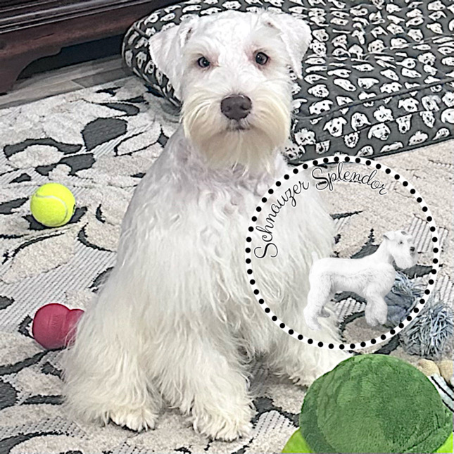 White mini Schnauzer puppy sitting on a patterned rug with a tennis ball nearby; circular badge shows a tiny mini schnauzer image and 'Schnauzer Splendor' text.