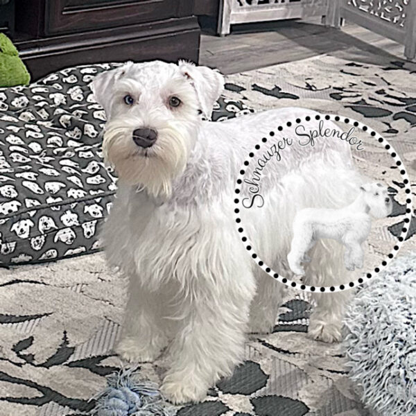 White_Mini_Schnauzer_Male_1117b - Schnauzer Splendor White Mini Schnauzer standing indoors on a patterned rug; circular watermark shows a small Schnauzer and the text 'Schnauzer Splendor'