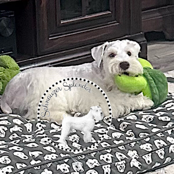 White_Mini_Schnauzer_Male_1117d - Schnauzer Splendor White dog lying on a patterned mat, holding a bright green plush toy in its mouth.
