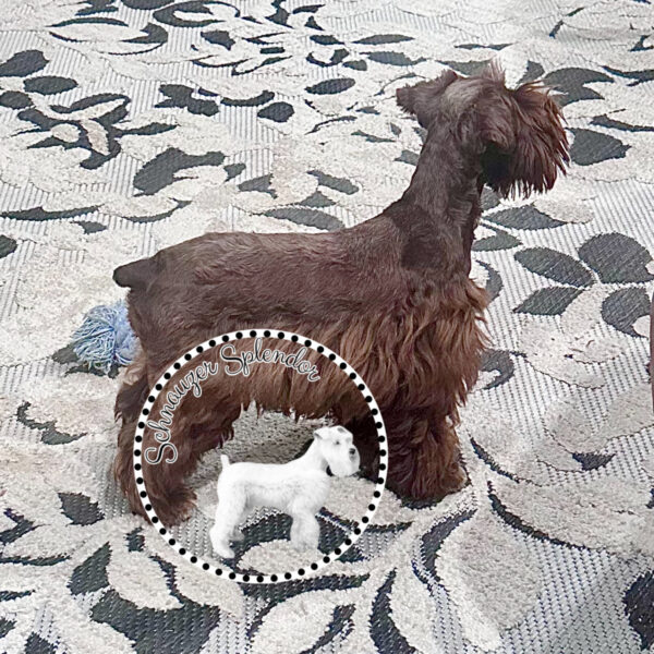 Livertoyschnauzerfemale01131a - schnauzer splendor Liver female toy-sized miniature schnauzer standing in profile, at schnauzer splendor, a miniature schnauzer breeder locally serving dallas, fort worth, north texas and families nationwide.