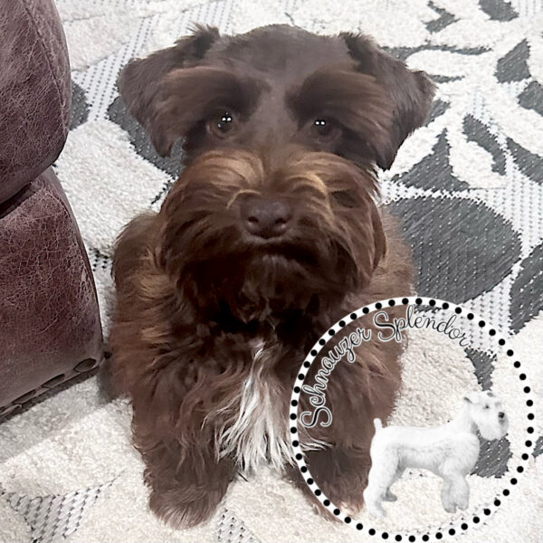 Livertoyschnauzerfemale01131c - schnauzer splendor Liver female toy-sized miniature schnauzer sitting, facing and looking directly at the camera at schnauzer splendor, a miniature schnauzer breeder locally serving dallas, fort worth, north texas and families nationwide.