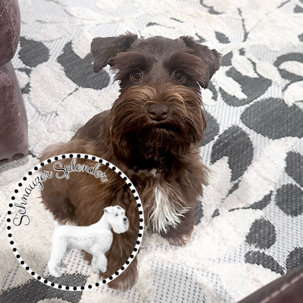 Livertoyschnauzerfemale01131b - schnauzer splendor Liver female toy-sized miniature schnauzer sitting slightly angled and looking directly at the camera at schnauzer splendor, a miniature schnauzer breeder locally serving dallas, fort worth, north texas and families nationwide.