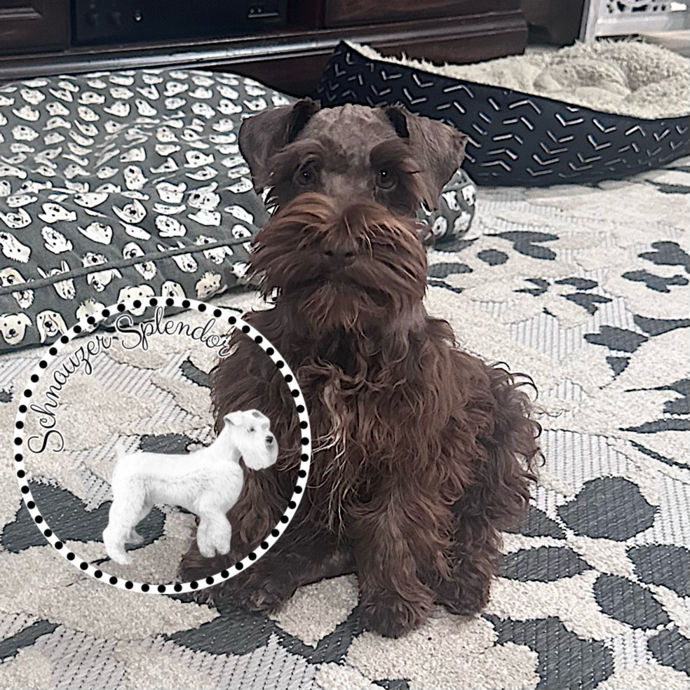 Liver brown mini schnauzer puppy for sale near DFW Texas