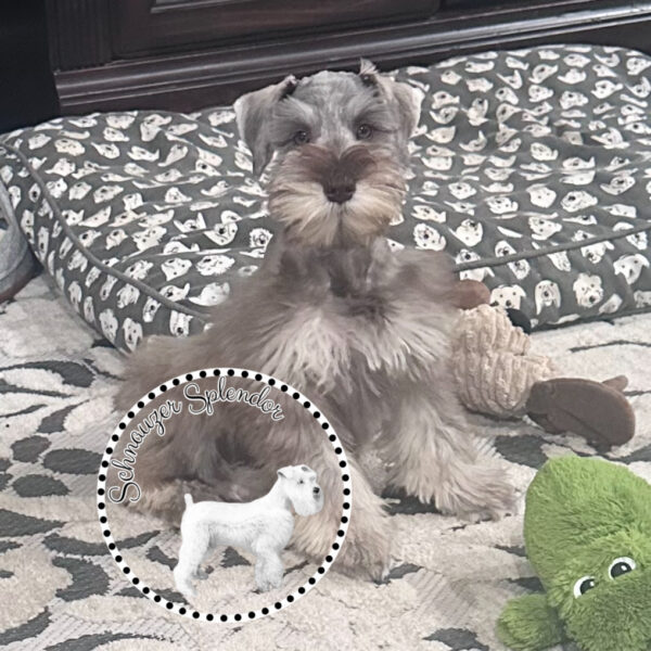 Liver_pepper_male_mini_schnauzer_0322a - schnauzer splendor Liver pepper male miniature schnauzer sitting slightly angled to the right with his head slightly turned left to look at the camera, at schnauzer splendor, a miniature schnauzer breeder locally serving dallas, fort worth, north texas and families nationwide.