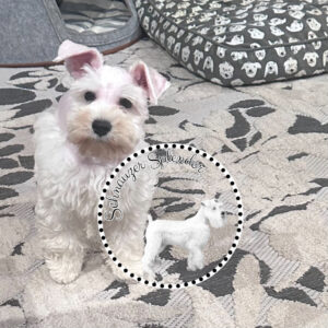 White miniature schnauzer male puppy standing facing and looking at the camera with his head tilted to the right and his natural ears in an alert position. This miniature schnauzer puppy is located at schnauzer splendor, a miniature schnauzer breeder locally serving dallas, fort worth, north texas and families nationwide.
