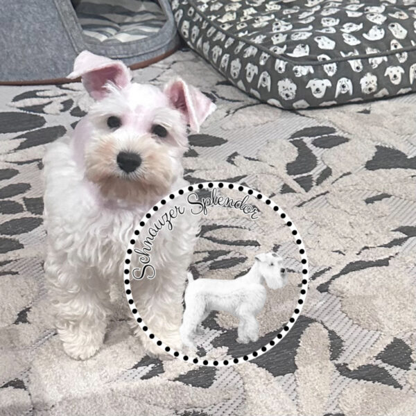 White_male_mini_schnauzer_0501a - schnauzer splendor White miniature schnauzer male puppy standing facing and looking at the camera with his head tilted to the right and his natural ears in an alert position. This miniature schnauzer puppy is located at schnauzer splendor, a miniature schnauzer breeder locally serving dallas, fort worth, north texas and families nationwide.