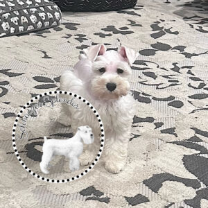 White Miniature Schnauzer male puppy with natural ears, standing and facing the camera. This Miniature Schnauzer puppy is located at Schnauzer Splendor, a Miniature Schnauzer breeder locally serving Dallas, Fort Worth, North Texas and families nationwide.
