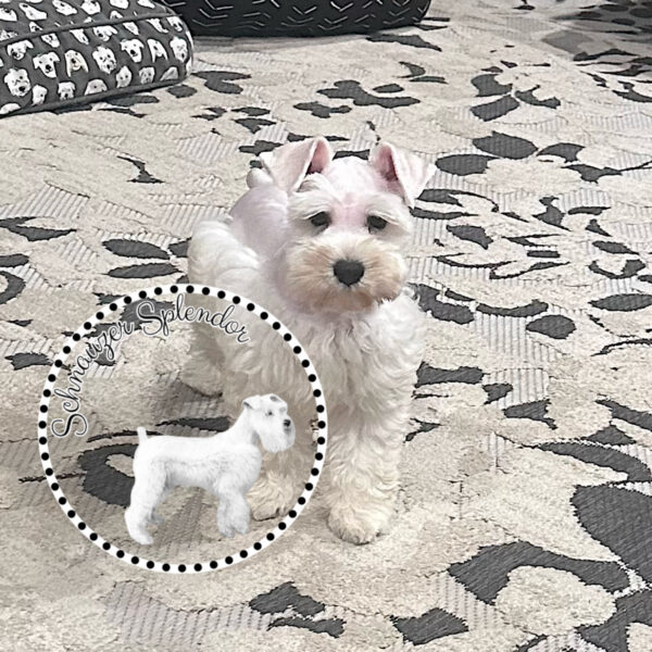 White_male_mini_schnauzer_0501d - schnauzer splendor White miniature schnauzer male puppy with natural ears, standing and facing the camera. This miniature schnauzer puppy is located at schnauzer splendor, a miniature schnauzer breeder locally serving dallas, fort worth, north texas and families nationwide.
