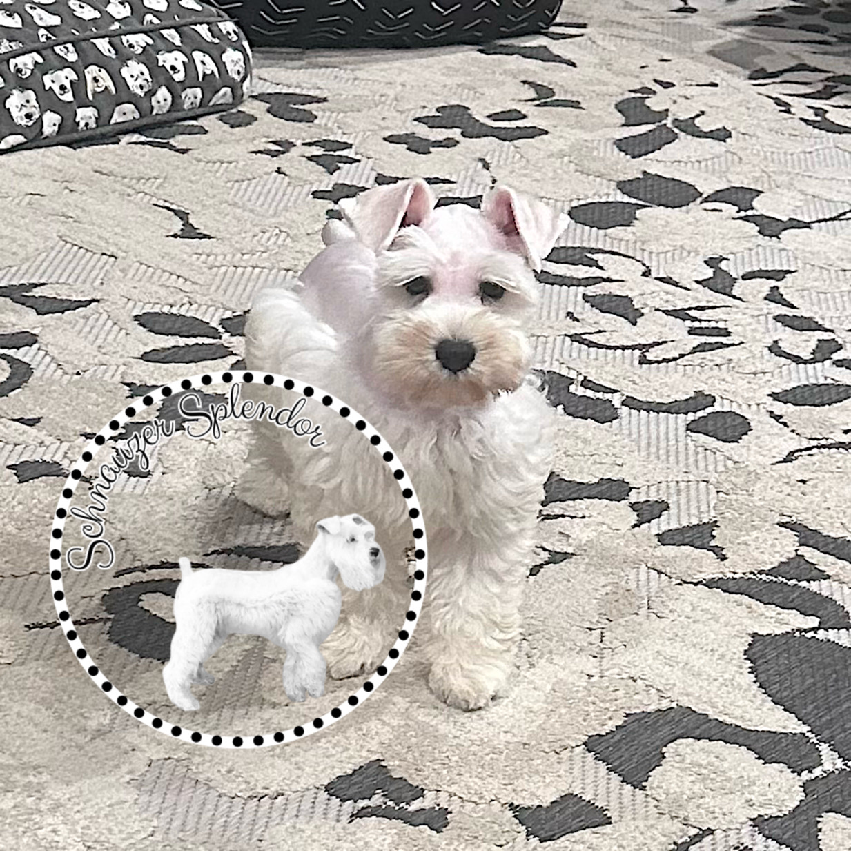 White miniature schnauzer male puppy with natural ears, standing and facing the camera. This miniature schnauzer puppy is located at schnauzer splendor, a miniature schnauzer breeder locally serving dallas, fort worth, north texas and families nationwide.