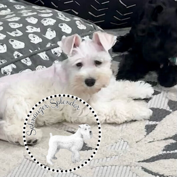 White_male_mini_schnauzer_0501e - schnauzer splendor White miniature schnauzer male puppy with natural ears, lying down facing right and looking to his right at the camera. The right side of the of the puppy is facing the camera. This miniature schnauzer puppy is located at schnauzer splendor, a miniature schnauzer breeder locally serving dallas, fort worth, north texas and families nationwide.