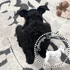 Black Mini Schnauzer Female