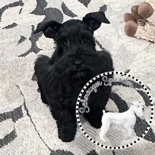 Black_female_0526b - schnauzer splendor