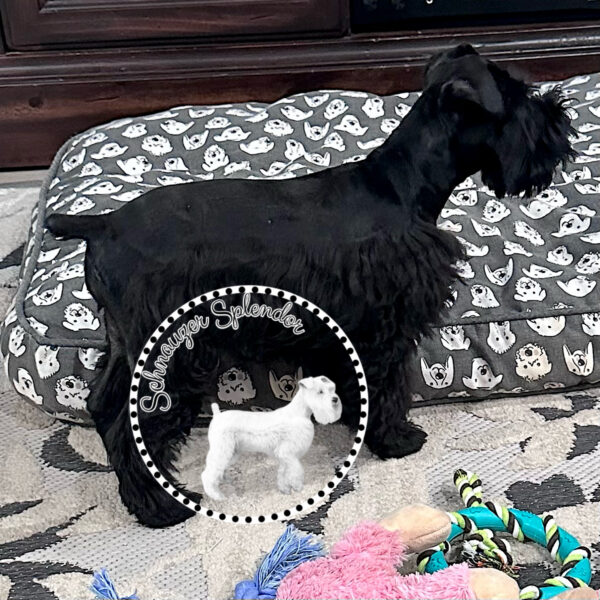 Black_female_0526c - schnauzer splendor