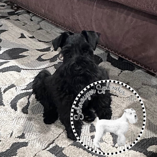 Black_female_0526d - schnauzer splendor