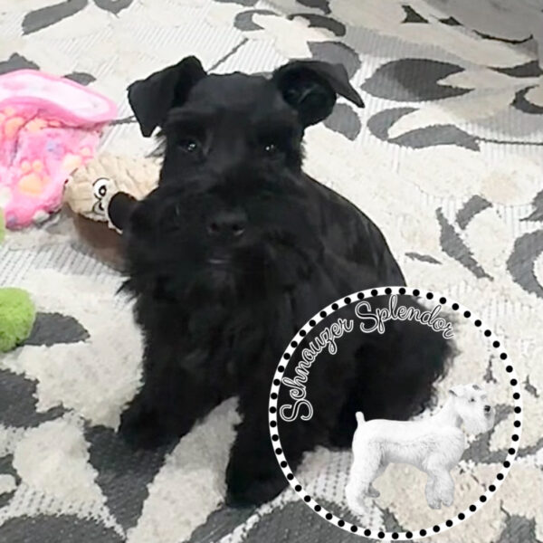Black_female_0526e - schnauzer splendor