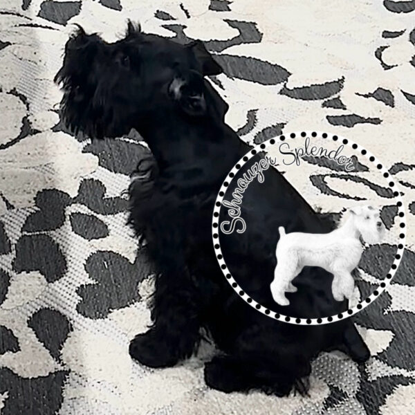 Black_female_0526f - schnauzer splendor